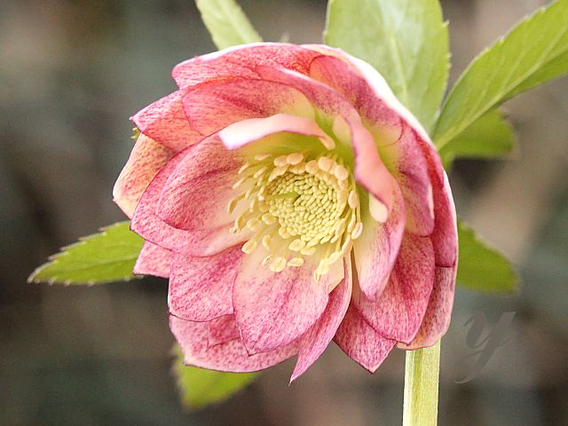 植物販売】兵庫県宝塚市?陽春園植物場ネット通販 クリスマスローズ
